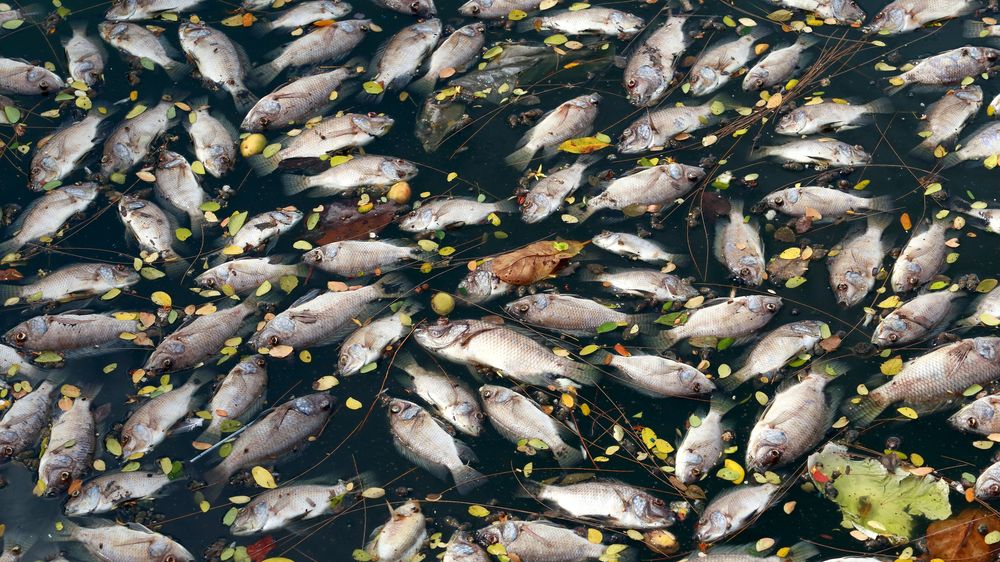 Stovky udušených ryb lemovaly břehy Moravy v Uherském Hradišti